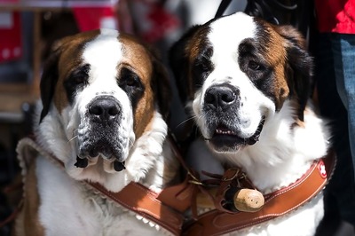 Can Dogs, Cats Detect Earthquakes? No, Says Report