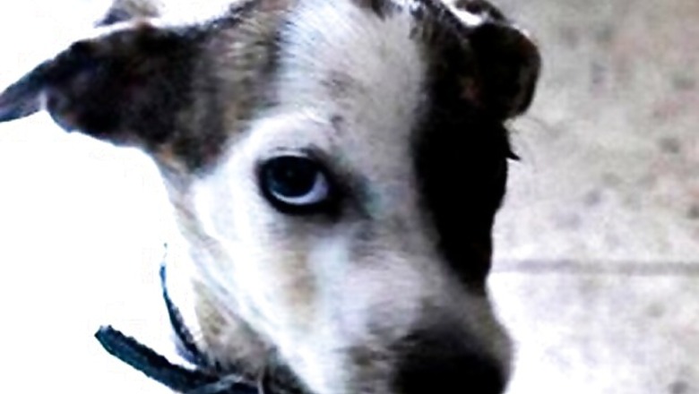 Lokayukta calls reports on dog bites after death of boy