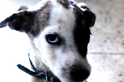 Lokayukta calls reports on dog bites after death of boy