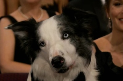 Messi, The Dog From Anatomy Of A Fall, Attends Oscars 2024 In Bow-Tie
