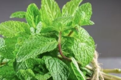 Love Mint? What Are Its Advantages, Side Effects And Who Should Have It?