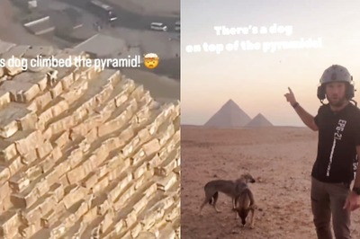 Dog Climbs Top of Pyramid of Giza in Egypt. This is What Happened Next