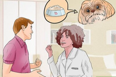 The Complete Guide to Caring for a Lhasa Apso