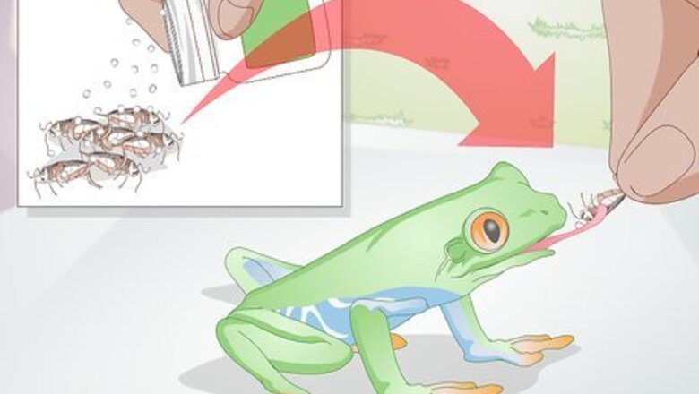How to Care for a Red Eyed Tree Frog