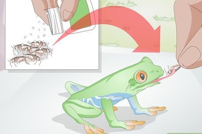 How to Care for a Red Eyed Tree Frog