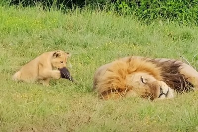 Watch: Lion Cubs Take Turns To Bother Dad Is Too Cute To Miss