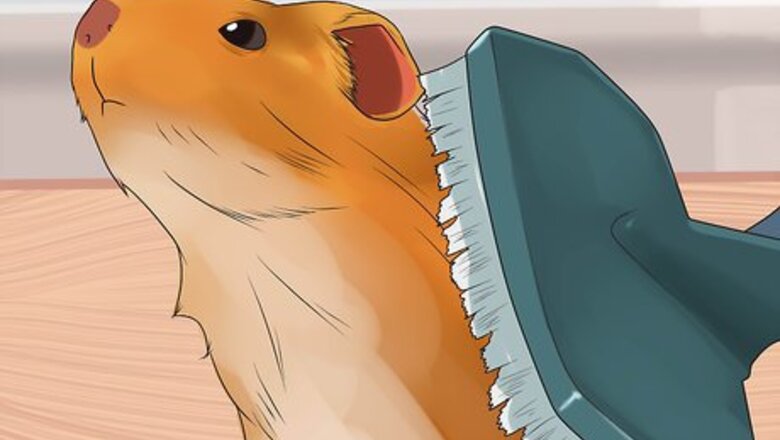 How to Stop a Guinea Pig from Shedding