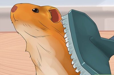 How to Stop a Guinea Pig from Shedding