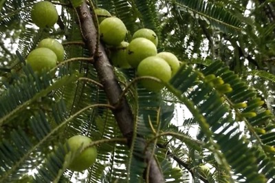 Amalaka Ekadashi: Date, History and Significance