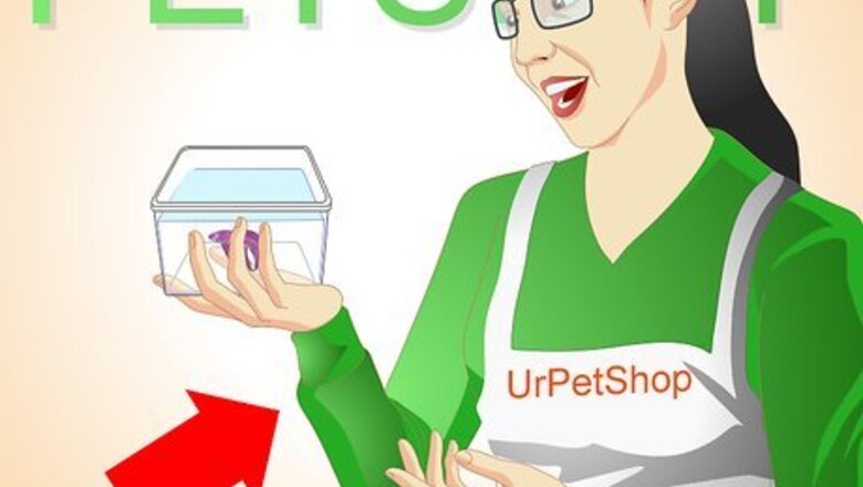 How to Breed Wild Bettas