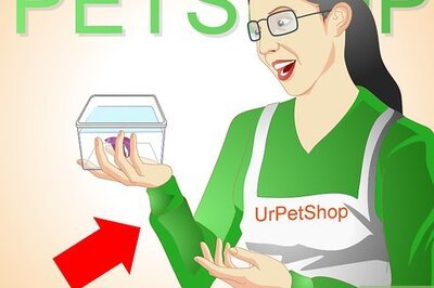 How to Breed Wild Bettas