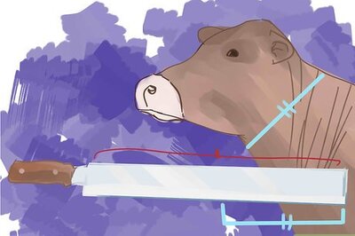 How to Properly Slaughter a Cow Under the Kosher Method Shechitah