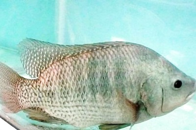 Known As Trash Fish, Tilapia's Health Benefits Will Surprise You