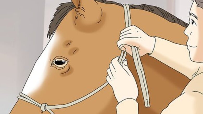 How to Teach Your Horse to Back up from the Ground