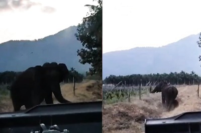 Elephant Shows Gratitude To Rescuers For Saving Her Calf In This Lovely Video
