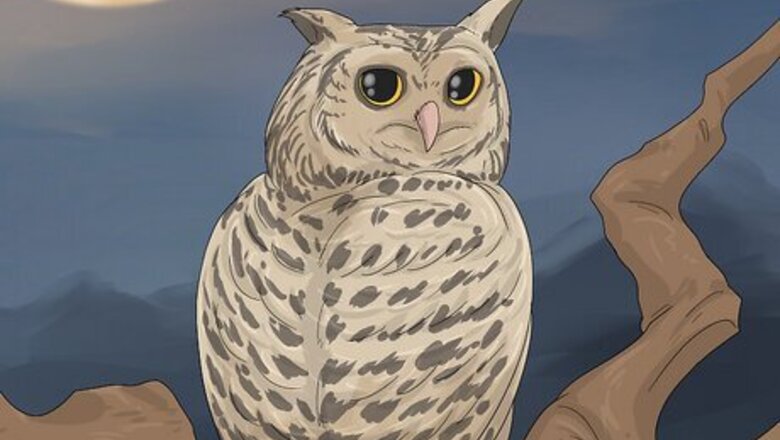 Are Owls Good or Bad Luck?