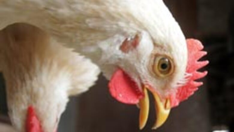 New bird flu outbreak in Vietnam