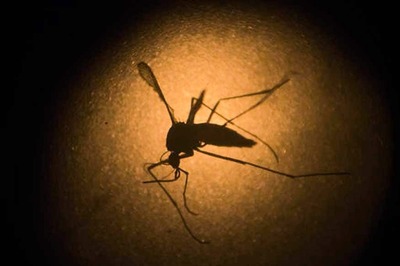 Local Zika Cases Spread to Miami Beach
