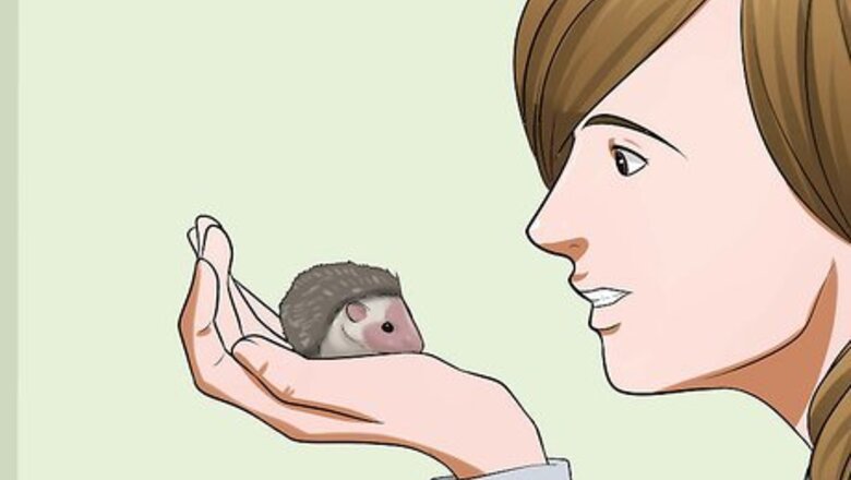 How to Help Your Hedgehog Get Used to Handling