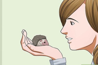 How to Help Your Hedgehog Get Used to Handling