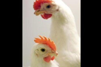 India develops Elisa test for livestock