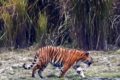 6 Famous National Parks in India For Jungle Safari And To See Tigers