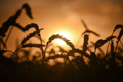 Argentina Becomes 1st Country to Approve Consumption of Genetically Modified Wheat