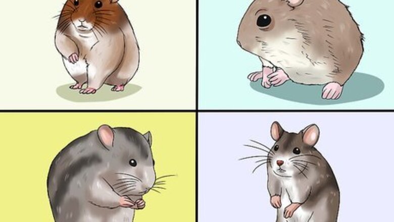 How to Choose a Hamster
