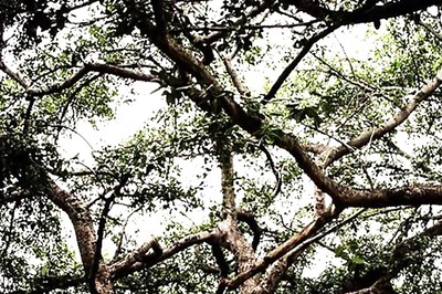 This 600-year-old Banyan Tree In Telangana Is More Than Just A Place Where You Pray