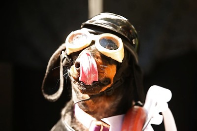 Dogs Mouth-lick In Response To Angry Humans