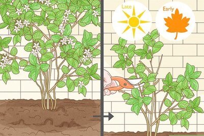 The Gardener’s Guide to Pruning Jasmine for Beautiful Blooms