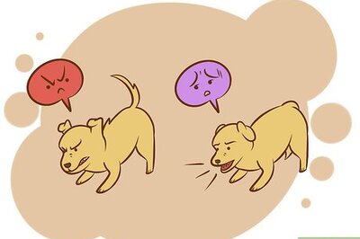 How to Protect Yourself from a Stray Dog