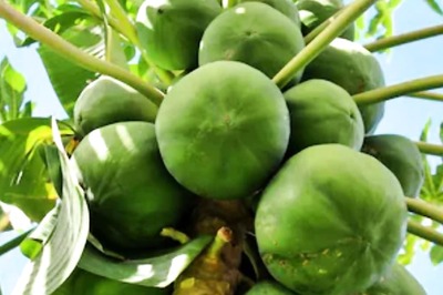 Can Papaya Leaves Extract Treat Dengue, Malaria? Expert Answers