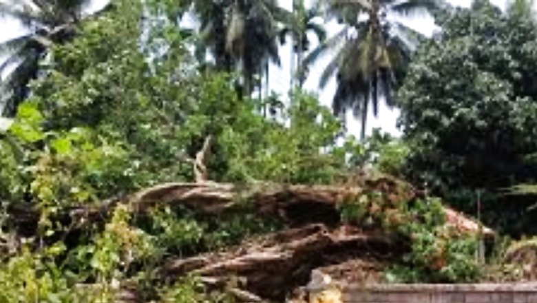 In Karnataka's Udupi, 800-year-old Tree Uprooted