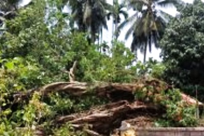 In Karnataka's Udupi, 800-year-old Tree Uprooted