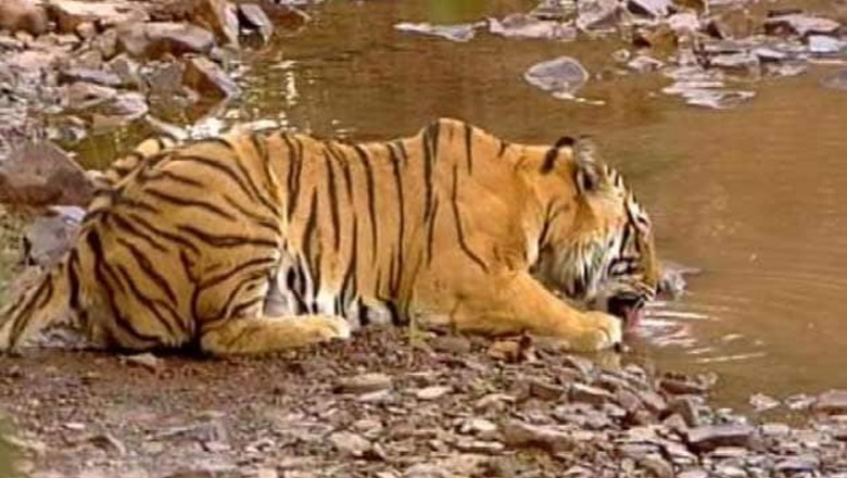 Translocated tiger found dead in Sariska