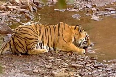 Translocated tiger found dead in Sariska