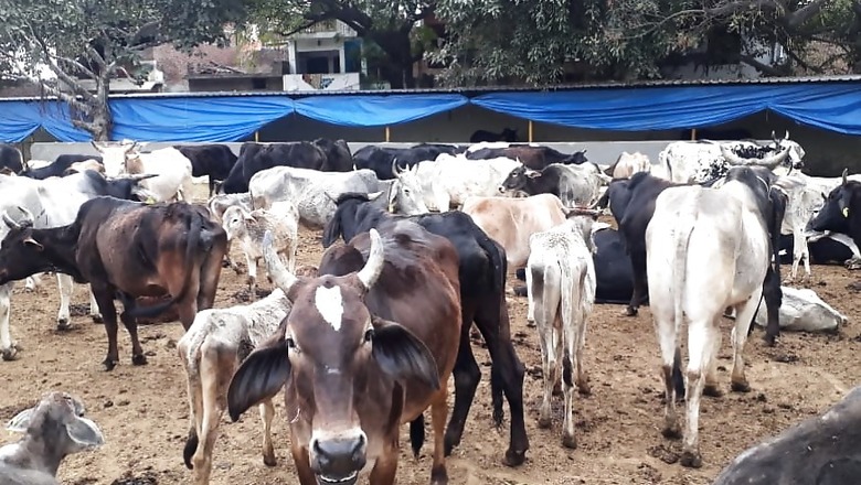 Over a Dozen Cows found Dead in Chhattisgarh's Bilaspur Shelter, Postmortem Suggests Starvation