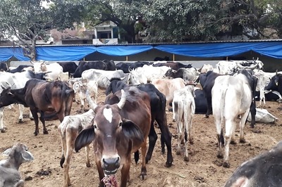 Over a Dozen Cows found Dead in Chhattisgarh's Bilaspur Shelter, Postmortem Suggests Starvation