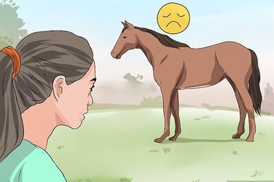 How to Recognize and Treat Colic in Horses
