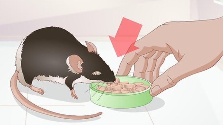 How to Prevent and Treat Overgrown Teeth in Mice