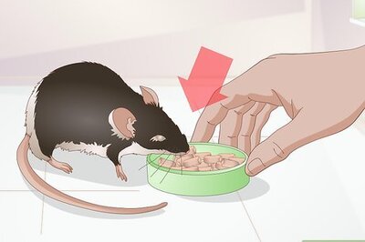 How to Prevent and Treat Overgrown Teeth in Mice