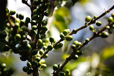 Climate Change Could be Endangering Your Cup of Coffee