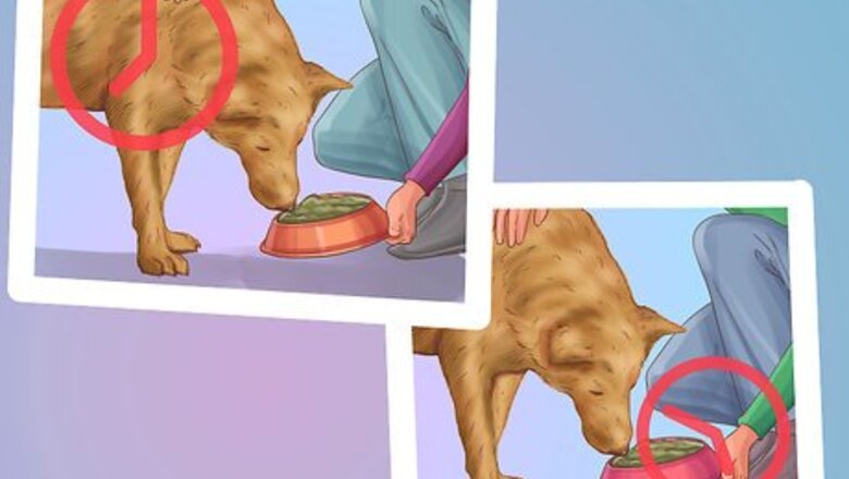 How to Be a Responsible Dog Owner