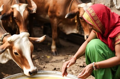 Solapur Siblings Earn in Lakhs from Cow Urine, This is Their Business Strategy