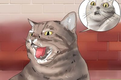 How to Get Your Cat to Stop Hissing