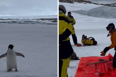 Watch: Curious Penguin 'Inspects' Carpenters' Work In Antarctica