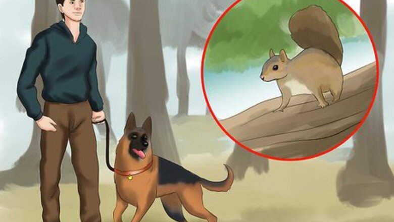 How to Walk a Dog in the Woods