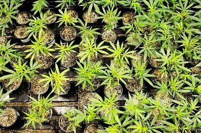 US Seizes 100 'Pot-Growing' Houses Linked to China