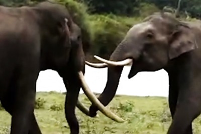 Rare Elephant With Tusks Touching The Ground Found In Bandipur After Bhogeshwara's Death